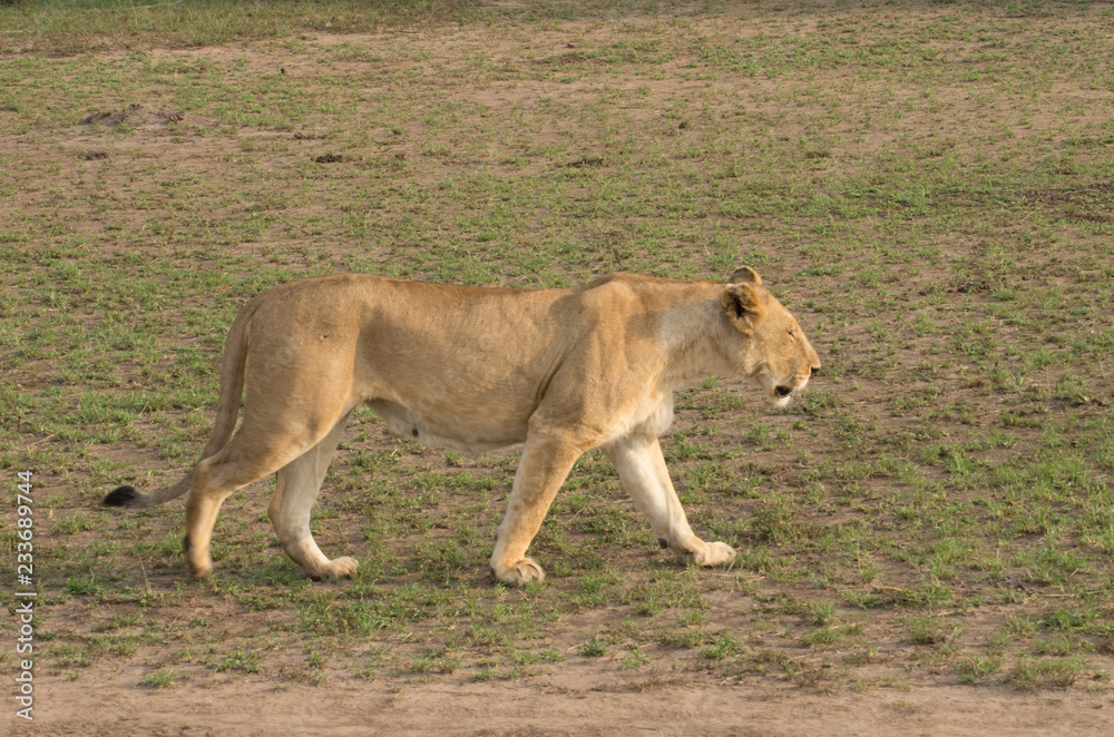 Fototapeta premium Lioness prowling across the grassy savannah