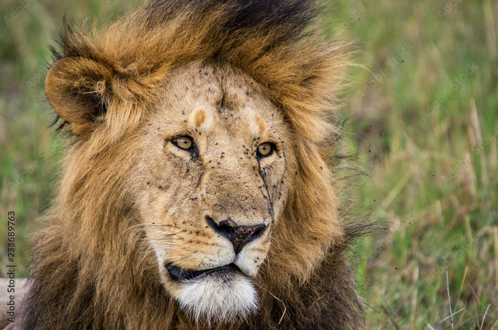 The Face of a male lion The Face of a male lion