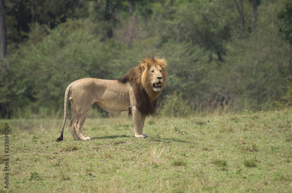 Male Lion standing in open grass Male Lion standing in open grass