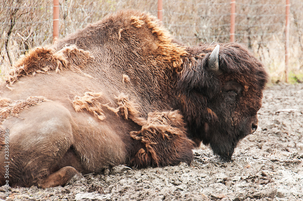 Fototapeta premium Animals that are shedding their winter coats 