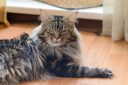 Maine Coon cat on the floor