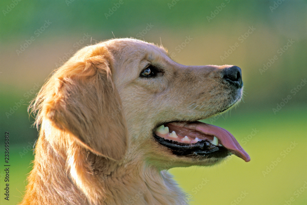 Golden Retriever portrait profile, showing healthy teeth, tongue out, relaxed. Golden Retriever portrait profile, showing healthy teeth, tongue out, relaxed.