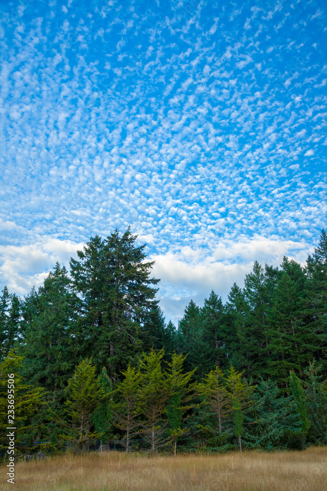 Fototapeta premium A forest background with an interesting sky full of clouds