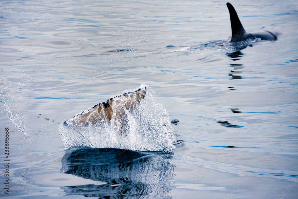 Naklejka premium Orcas swimming and playing in the Johnstone Strait in British Columbia, Canada