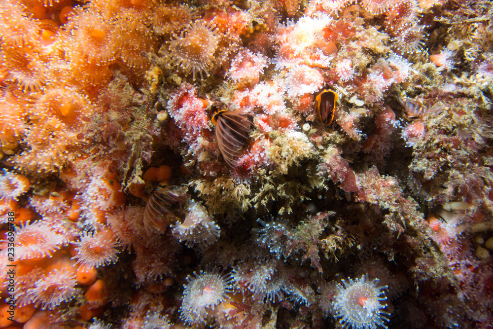 Orange and Pink anemone deep underwater of Pacific Ocean 
