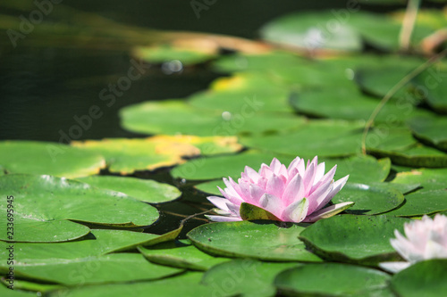 pink flower water lily between leaves in a Japanese pond