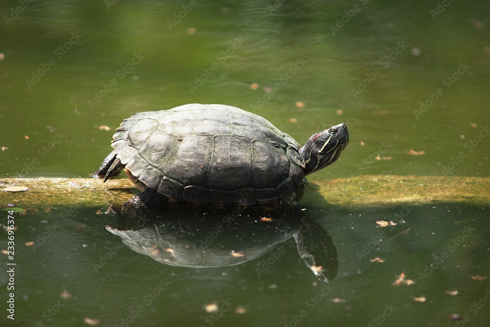 beautiful turtle lies on a log and rests on a hot sunny day beautiful turtle lies on a log and rests on a hot sunny day
