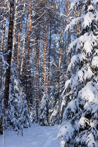 Nature. Winter. Sunny day in the forest