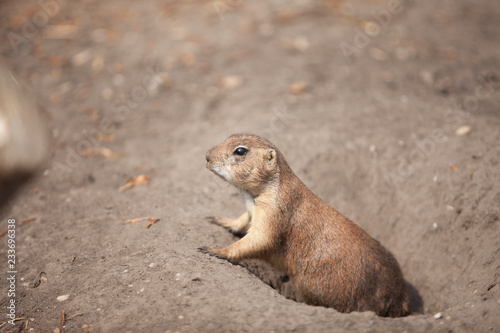 funny prairie dog went out for a walk, the wild life of the fauna of North America