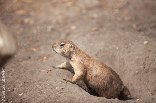 funny prairie dog went out for a walk, the wild life of the fauna of North America