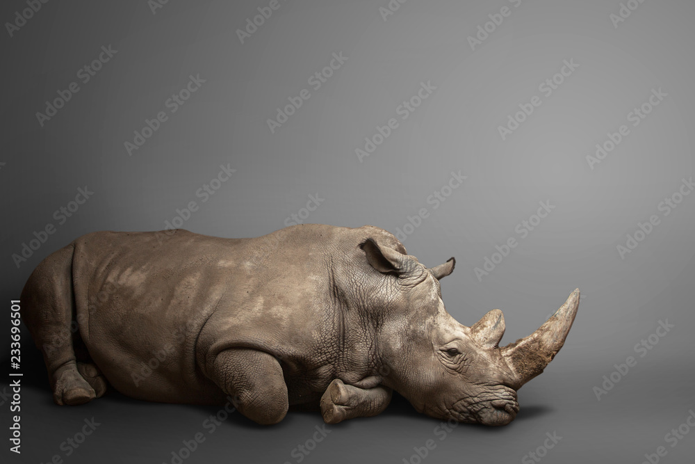 Fototapeta premium beautiful big adult rhinoceros poses, rare animal