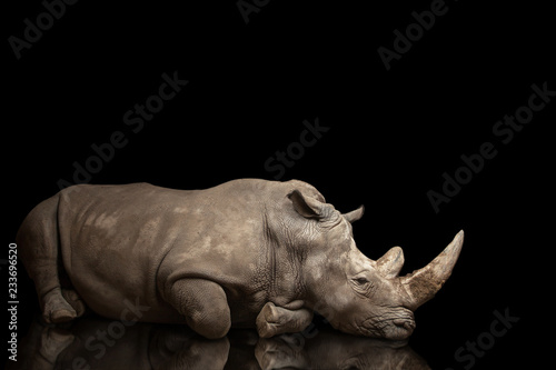 Obraz na plátně beautiful big adult rhinoceros poses, rare animal