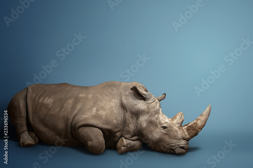 beautiful big adult rhinoceros poses, rare animal