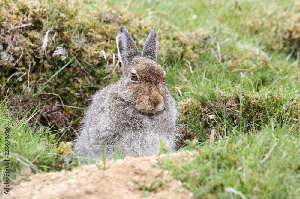 Fototapeta premium A magnificent Mountain Hare (Lepus timidus) in the highlands of Scotland in its brown summer coat, sheltering in a 'form', which is simply a shallow depression in the ground or heather.