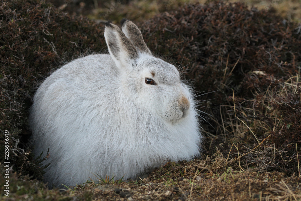 Fototapeta premium A magnificent Mountain Hare (Lepus timidus) in its winter white coat high in the Scottish mountains. 