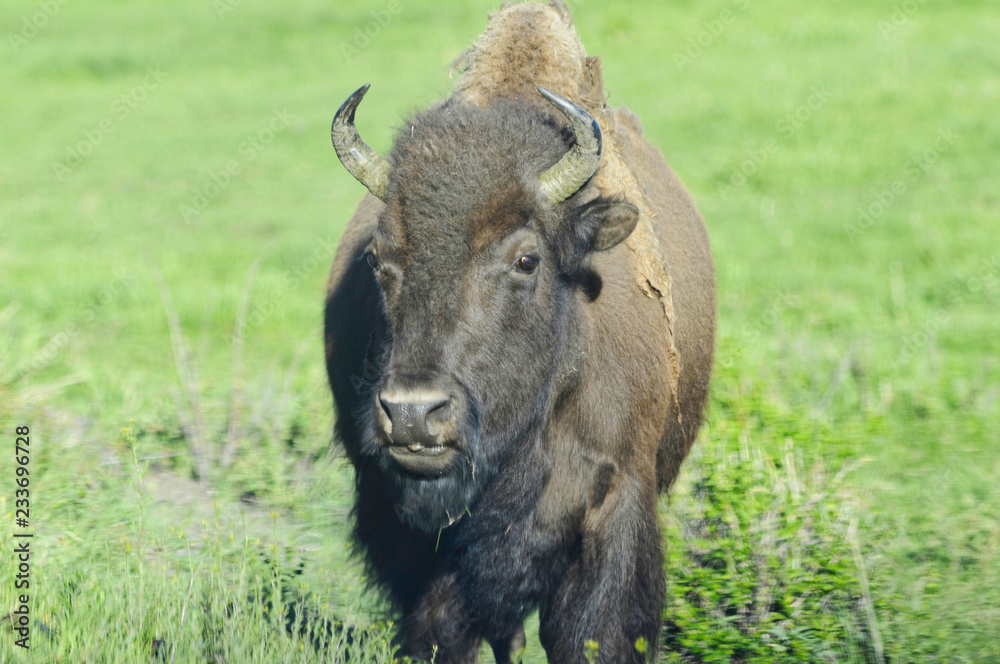 Fototapeta premium bison in yellowstone national park