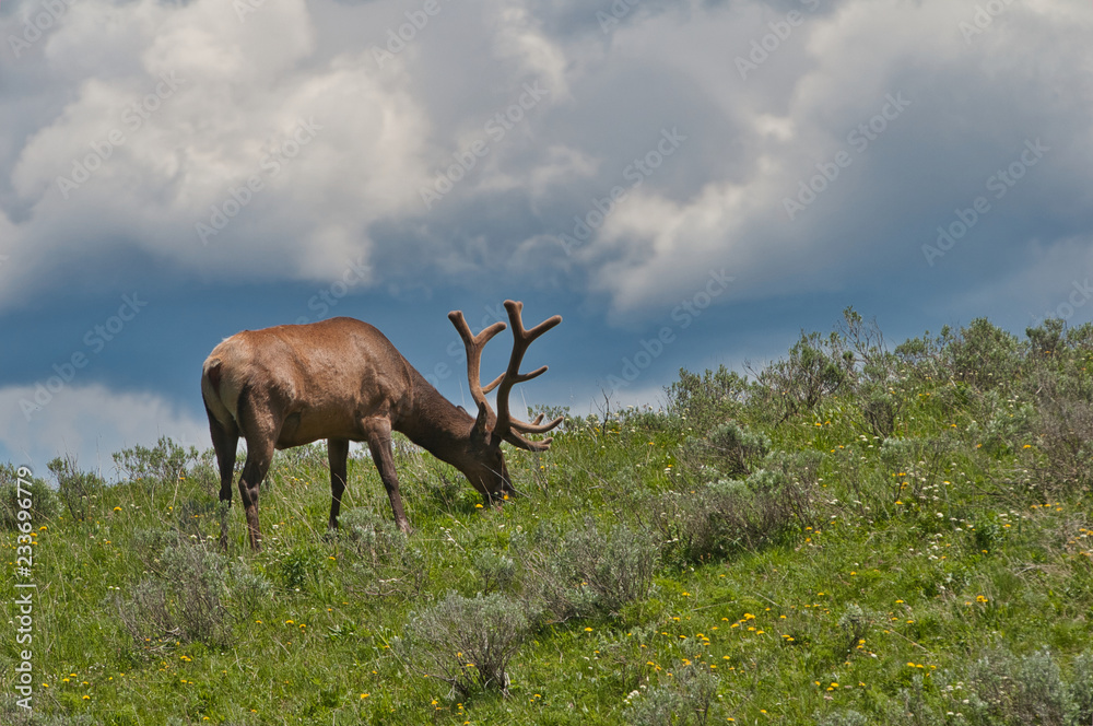 Naklejka premium Elk against blue sky