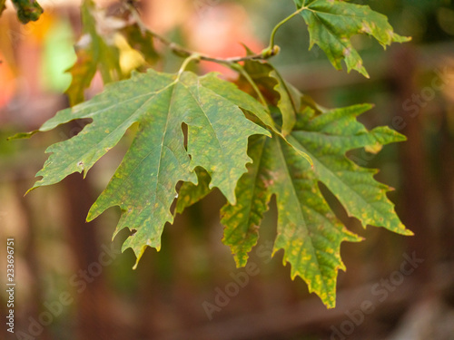 Autumn dry yellow maple leaf on tree