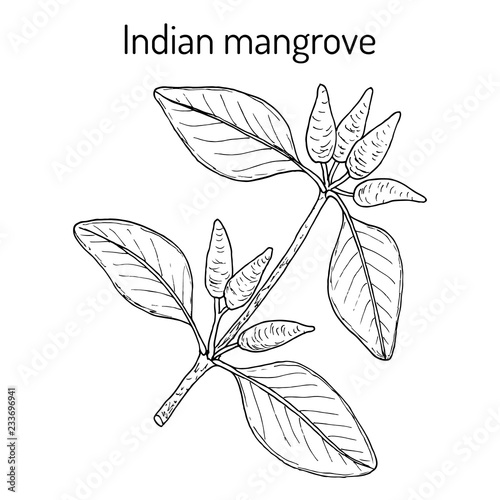 Indian mangrove Avicennia officinalis , medicinal plant