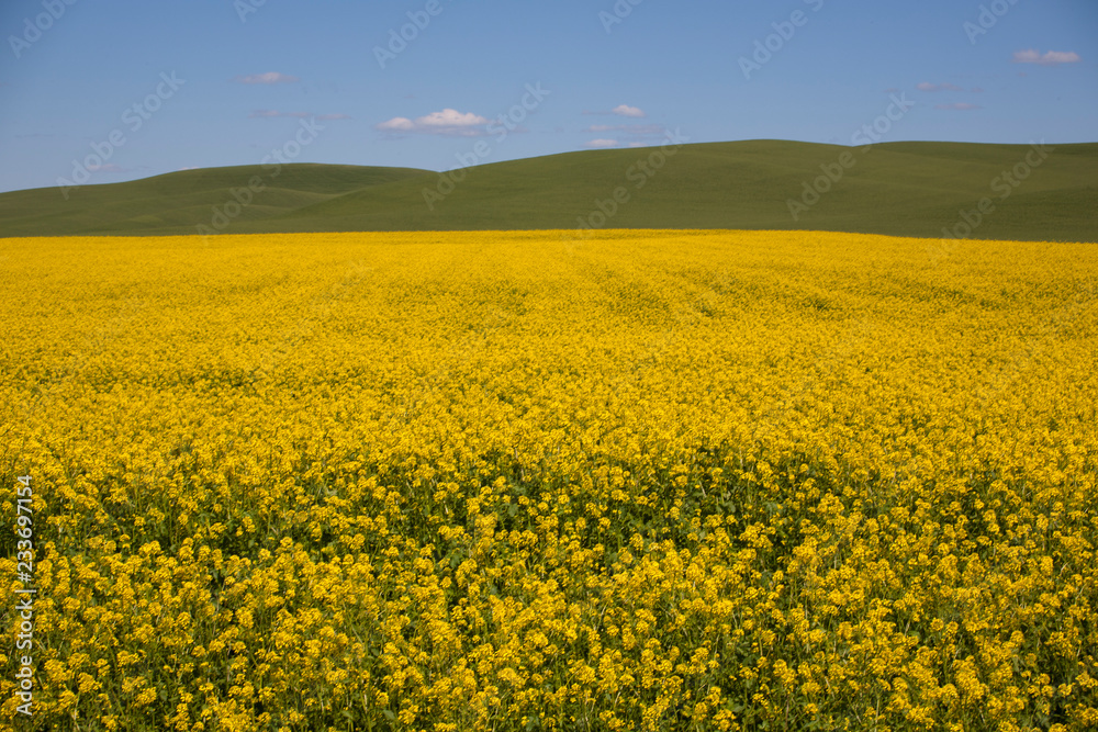 field of oilseed rape field of oilseed rape