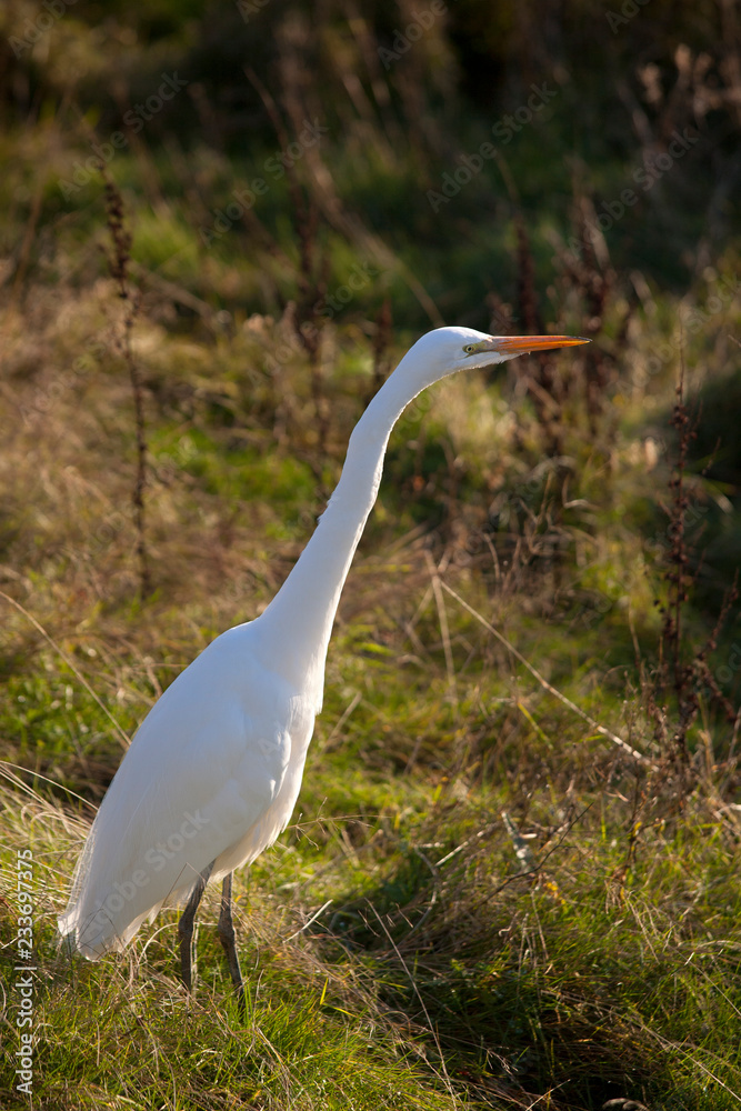 Fototapeta premium great white heron