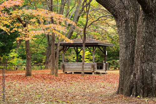 Autumn season at Maruyama Park photo