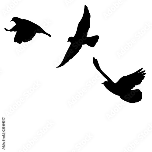 flock of birds flying, silhouette