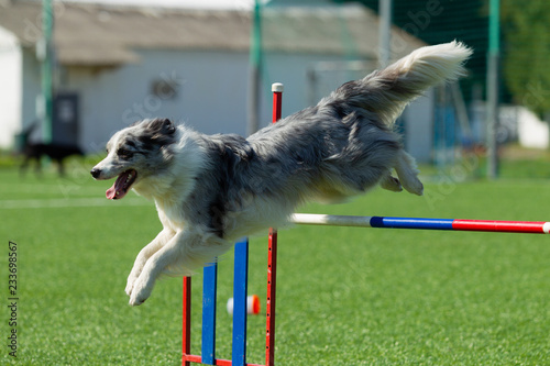 Dog at the Agility Competition