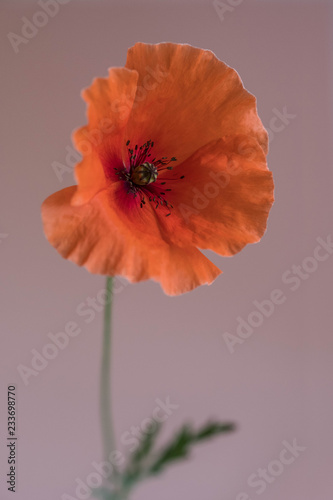 Fototapeta Naklejka Na Ścianę i Meble -  Beautiful red poppy on pink background
