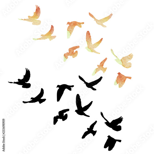 Fototapeta Naklejka Na Ścianę i Meble -  vector isolated, a flock of birds flies, watercolor silhouette