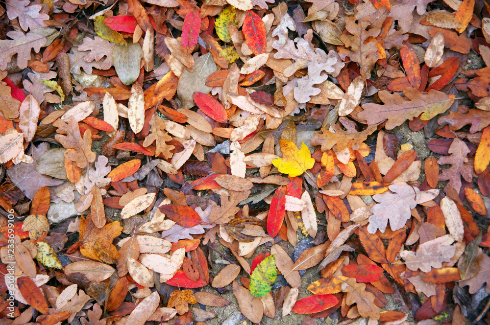 Falled leaves on ground as background