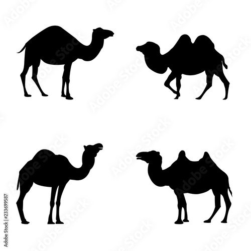 Vector set of four silhouetted camels on white background