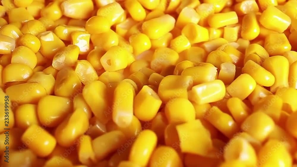 Yellow corn grains rotating looping food video Yellow corn grains rotating looping food video