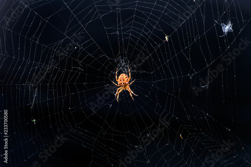 Red spider on a spider web on dark background. European garden spider. Scary insect in the wild