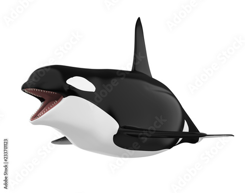 Killer Whale Isolated