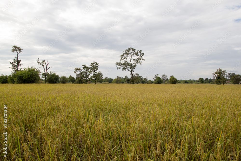 Rice field in Laos