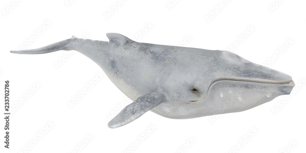 Fototapeta premium Wieloryb na białym tle