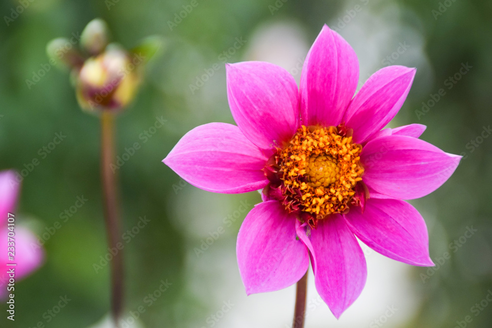 Fototapeta premium ピンク色のダリア