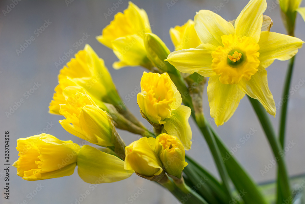 Bouquet of yellow narcissus like a symbol of spring on the wooden background Bouquet of yellow narcissus like a symbol of spring on the wooden background