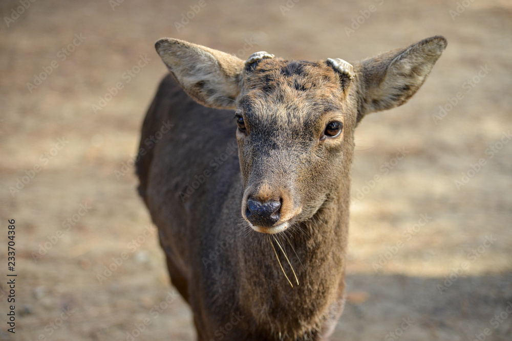 A deer looks right at the camera and enjoy visitors to Nara Park purchase treats from vendors to feed to the tame creatures. Sika Deer enjoy protected status at Nara Park, Japan A deer looks right at the camera and enjoy visitors to Nara Park purchase treats from vendors to feed to the tame creatures. Sika Deer enjoy protected status at Nara Park, Japan