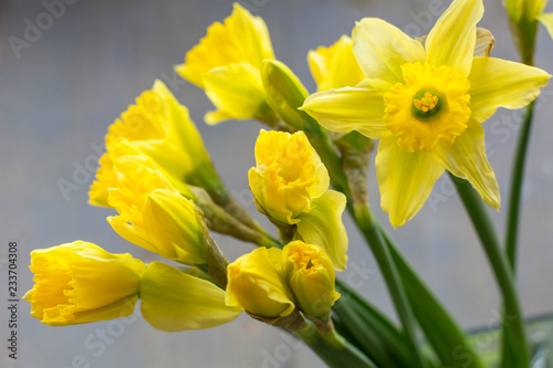 Fototapeta Naklejka Na Ścianę i Meble -  Bouquet of yellow narcissus like a symbol of spring on the wooden background