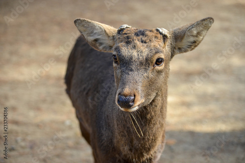 A deer looks right at the camera and enjoy visitors to Nara Park purchase treats from vendors to feed to the tame creatures. Sika Deer enjoy protected status at Nara Park, Japan