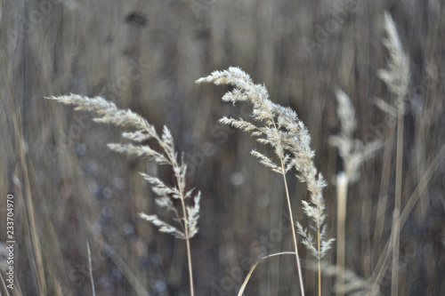 dry grass and flowers © Alla Dmitriuk