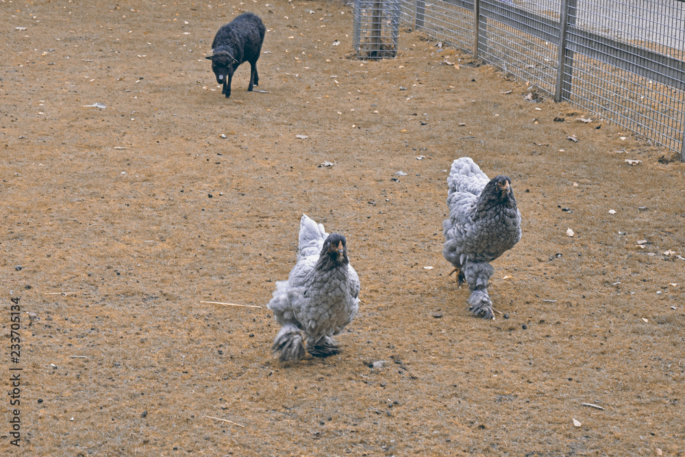 Fototapeta premium grey, black chicken in grass this is a large breed.