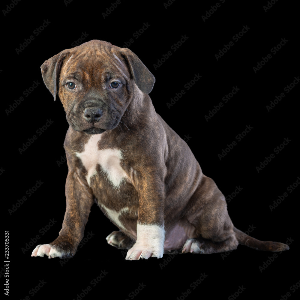 Obraz premium cute brown english staffordshire bull terrier puppy looking up on dark background, close-up 