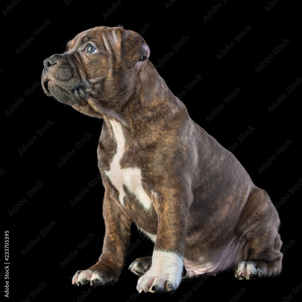 cute brown english staffordshire bull terrier puppy looking up on dark background, close-up 
