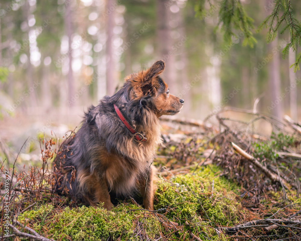 Portrait of dog in forest.