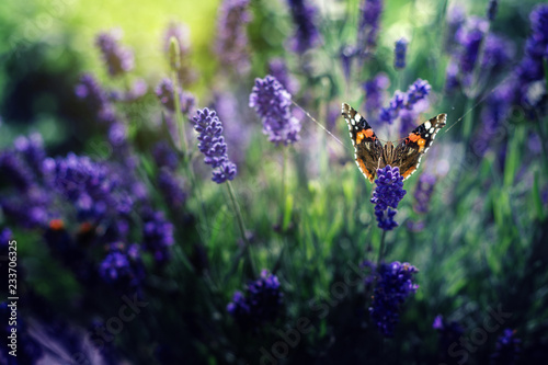 Fototapeta Naklejka Na Ścianę i Meble -  butterfly on lavender