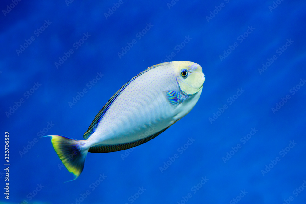 Big nose unicorn fish. In natural conditions, this fish lives in the IndoPacific region. Stock