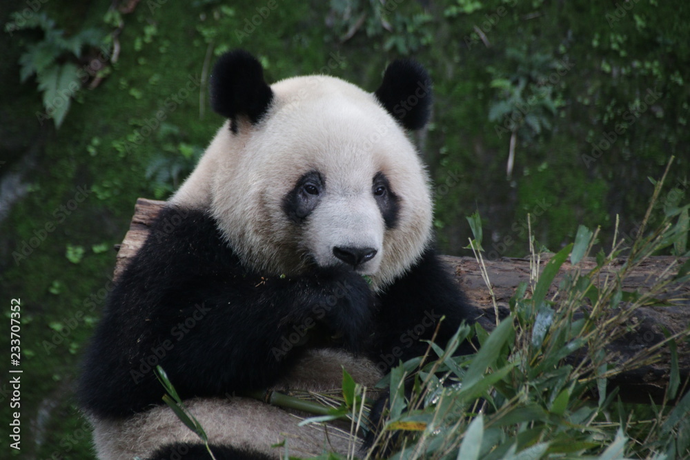 Obraz premium Panda is Eating Bamboo Leaves, China